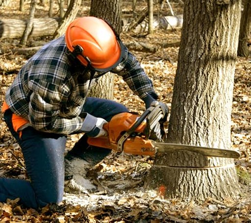 Tree Removal in Tampa, KS